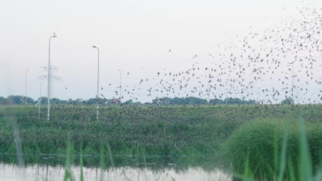 landscape with starlings gathering to sleep in bushes