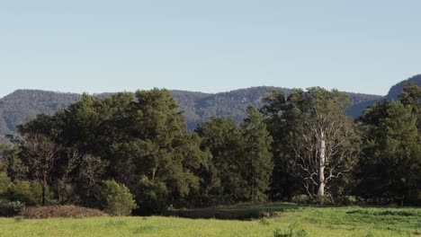 Kangaroo-Valley-national-park-with-tall-oak-and-eucalyptus-trees,-Locked-wide-shot