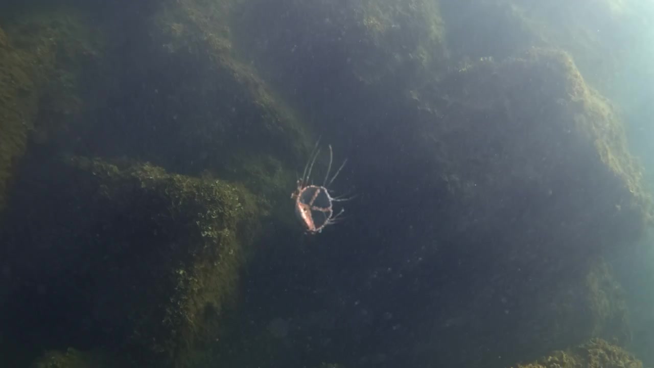 Underwater scene showing a jellyfish swimming past submerged rocks covered in green marine algae, with light filtering through murky water