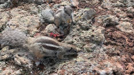 Two-thirsty-chipmunks-drinking-water-w-poured-on-a-rock