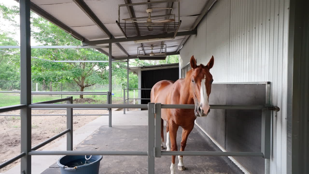retiro de caballo colgando la cabeza sobre la barandilla en el corral del paddock de la propiedad rural en australia