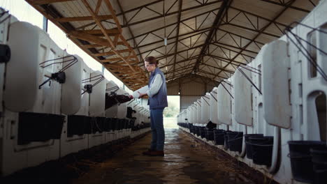 livestock worker feeding calf at cowshed. animal care at dairy production farm