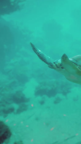 sea turtle underwater