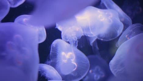 enjambre de medusas de color azul neón flotando y moviéndose en todas direcciones bajo el agua