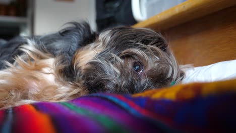 lindo perro yorkie acostado sobre una colorida manta peruana - yorkshire terrier adentro de la cama, acostado de lado