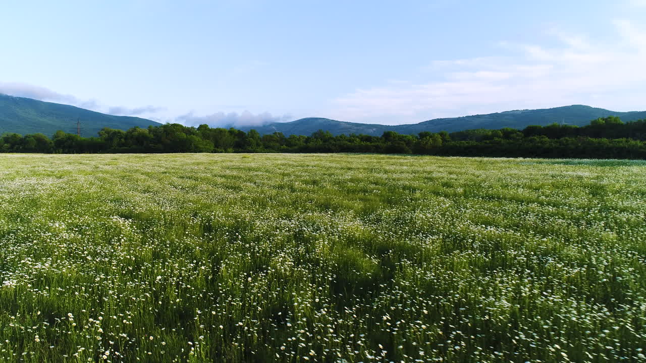 campo de flores con el fondo de las montañas
