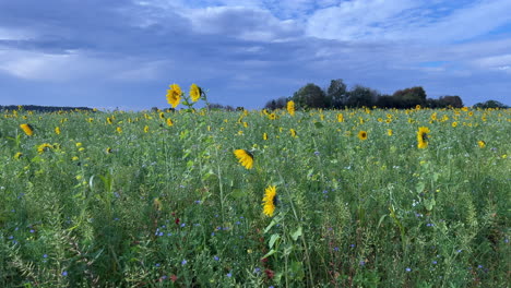 Mittlere-Aufnahme-Eines-Sonnenblumenfeldes-An-Einem-Windigen-Tag-Anfang-Oktober