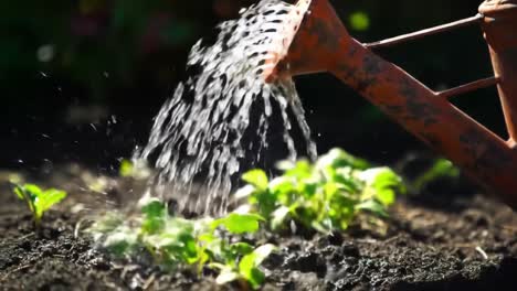 a gardener's ritual: watering freshly planted seedlings with care to ensure their growth and vitality in the lush, sunlit garden