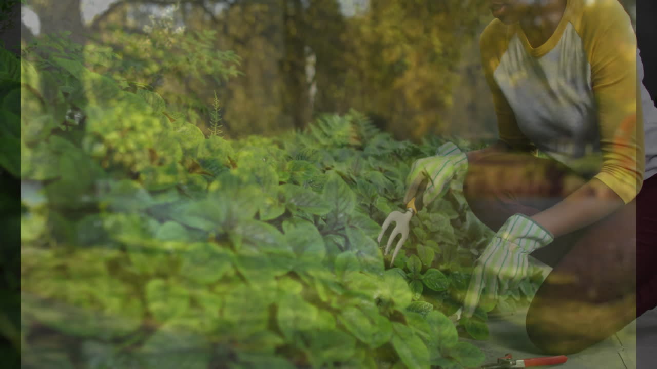 In garden, gardener wearing gloves tending plants in lush green surroundings
