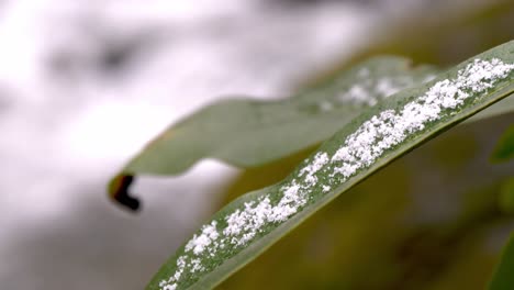 copos de nieve en la hoja de rododendro en los apalaches cerca de boone nc