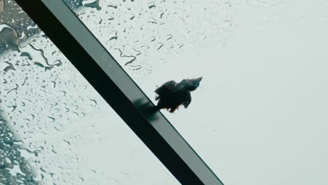 dead young bird on the clear roof on the raining day