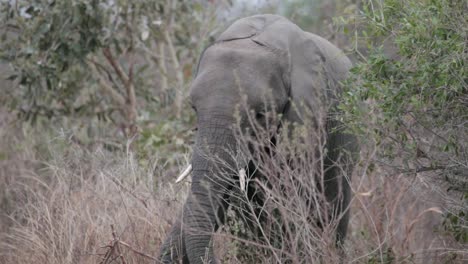 Junger-Elefant-Ernährt-Sich-Von-Gras