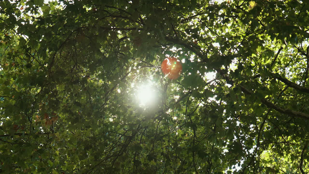 Green tree leaves with sunlight filtering through from above. The scene captures the beauty of nature, light, and foliage on a clear day, creating a calm and atmospheric moment in the outdoors