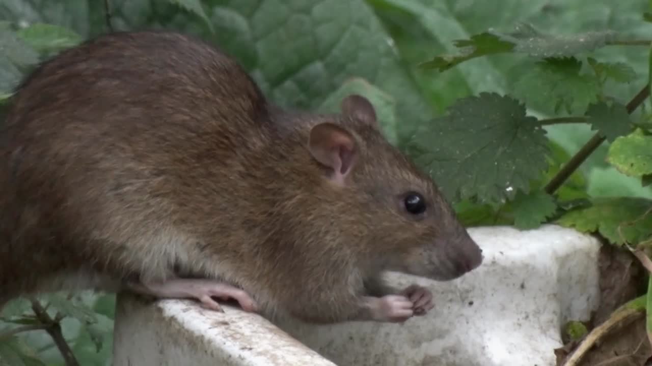 una gran rata marrón adulta, rattus norvegicus, también conocida como rata de alcantarillado o rata común
