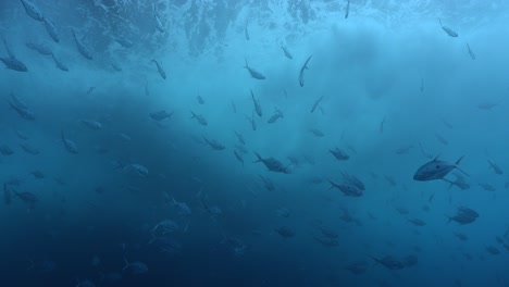 shoal of trevally swimming below water surface with big waves above