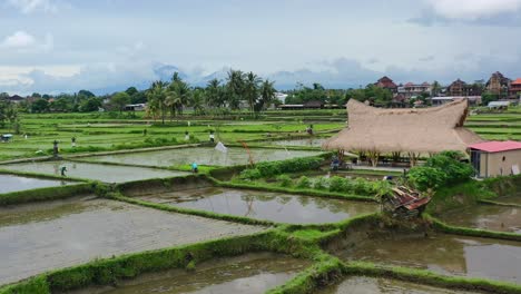 locals-working-in-fields-planting-new-rice-after-harvest-in-Ubud-Bali-at-sunrise,-aerial