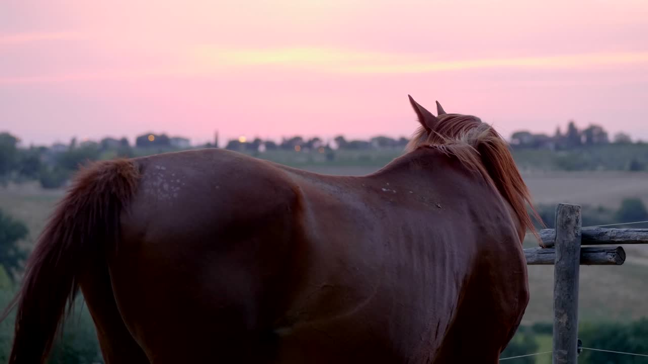 Beautiful European Horse in paddock at the sunset
