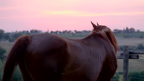 beautiful european horse in paddock at the sunset