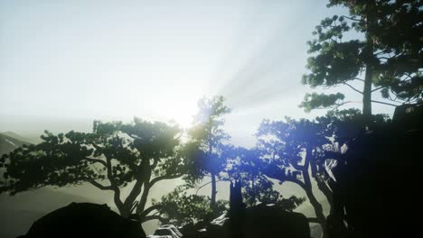 rayos de sol a través de los árboles