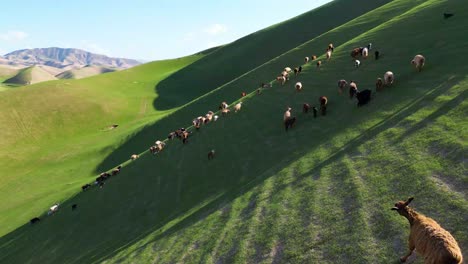 aerial view of the green mountains and peaceful nature