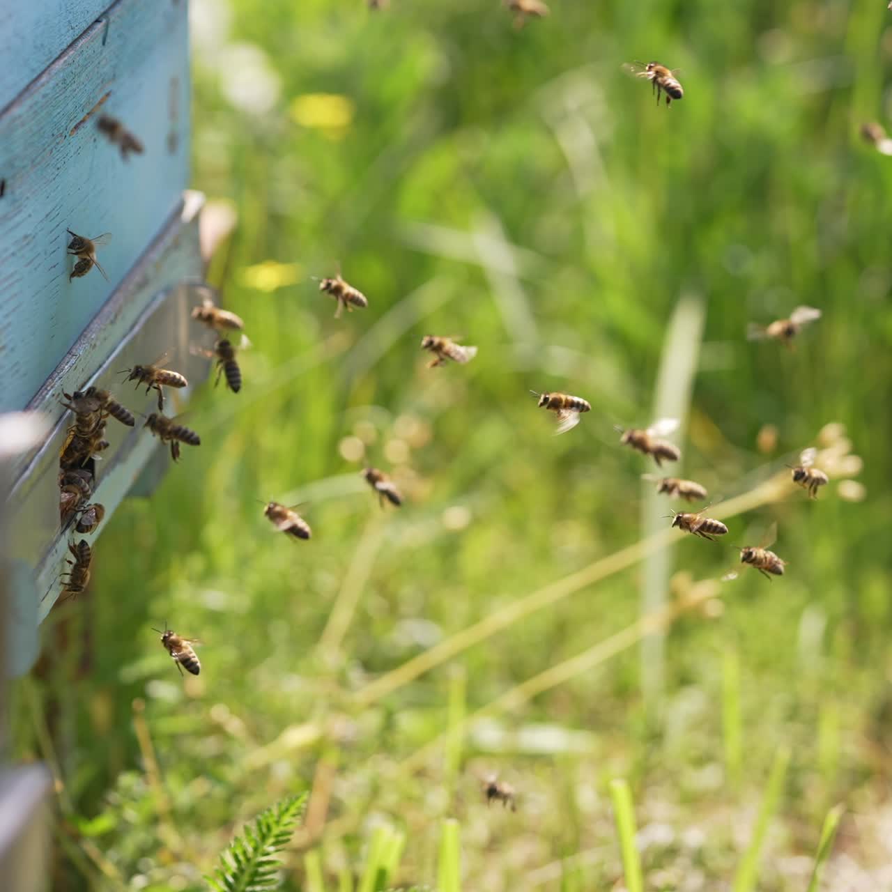 Swarm of honey bees flying in apiary. Bees flying around the honeycomb