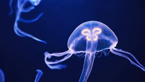 beautiful glowing jellyfish in aquarium