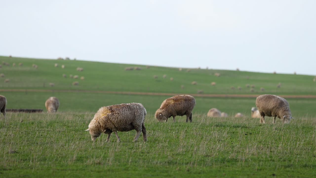 Pecore al pascolo in un campo vicino ai Dodici Apostoli