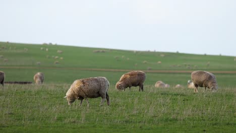 sheep grazing in a field near twelve apostles