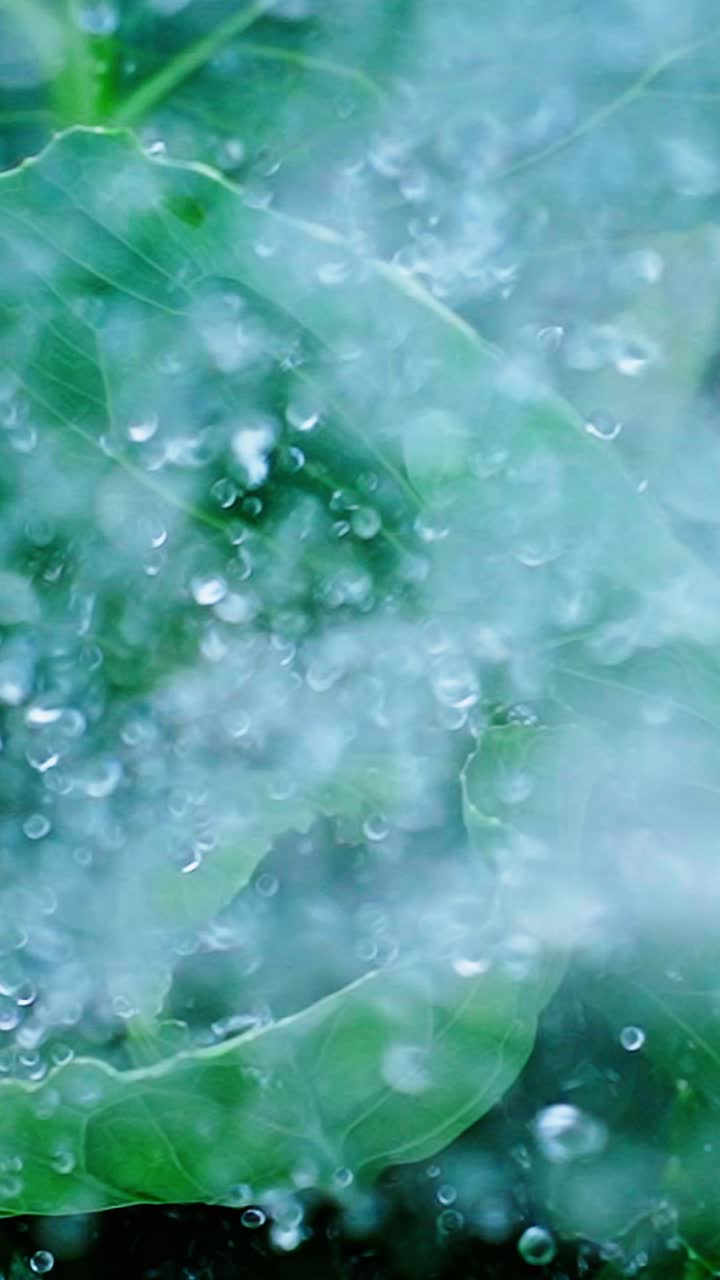 Water droplets cling to lush green leaves in a garden, glistening under soft light. The soothing sounds of nature create a tranquil atmosphere, showcasing the beauty of water and foliage