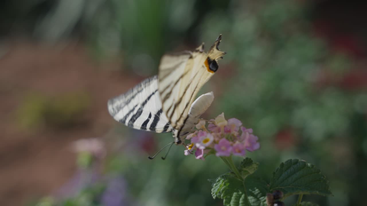 Farfalla podalirio posata su fiori di Lantana. Scatto ravvicinato.