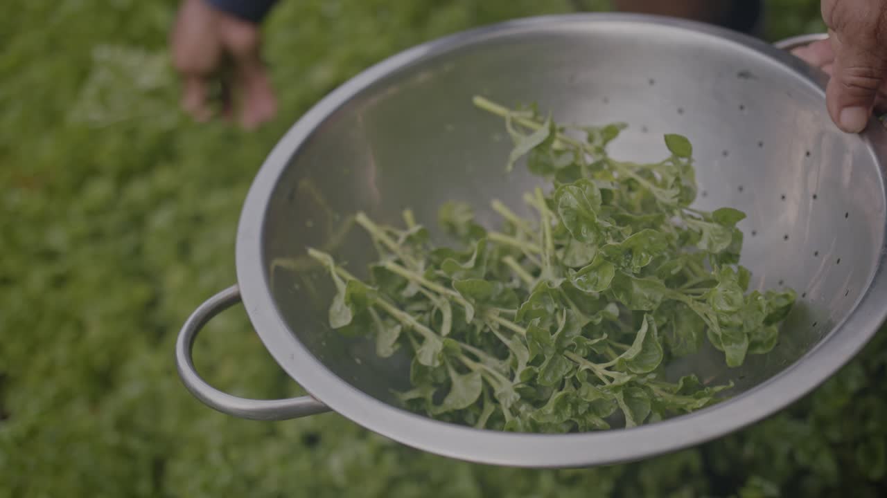 el cultivador de cultivos cosecha a mano las hojas frescas de ensalada de espinaca verde de primer plano