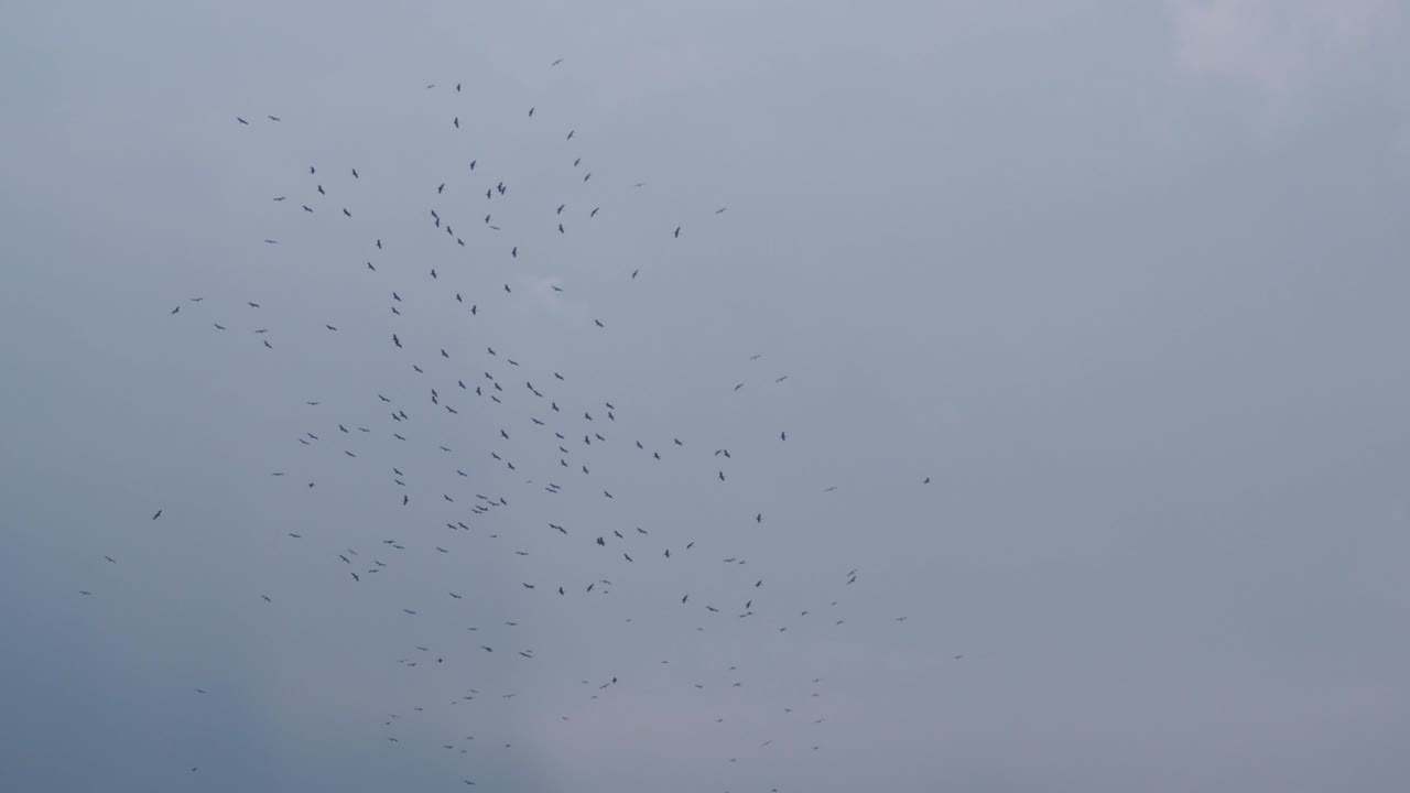 날아다니며 하늘을 돌아다니는 새의 무리. 구름이 많은 가을 날, 회색 하늘, 야외. 모션 4k 영상