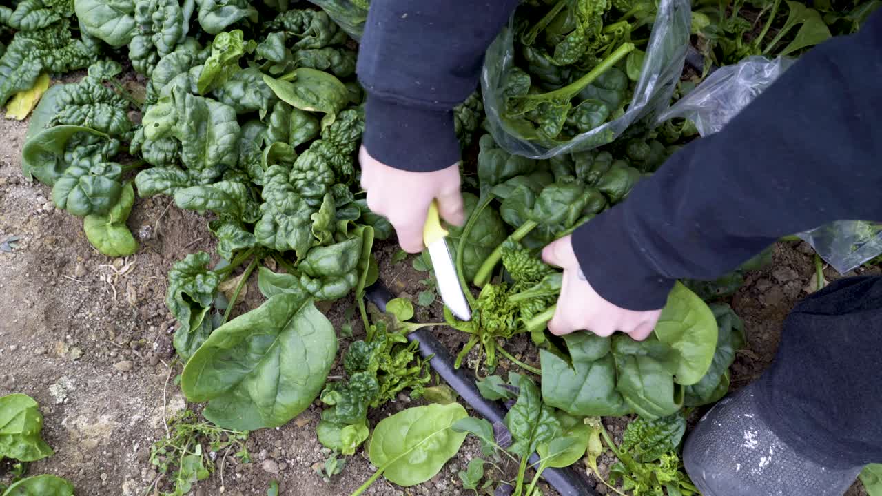 Harvesting Fresh Spinach