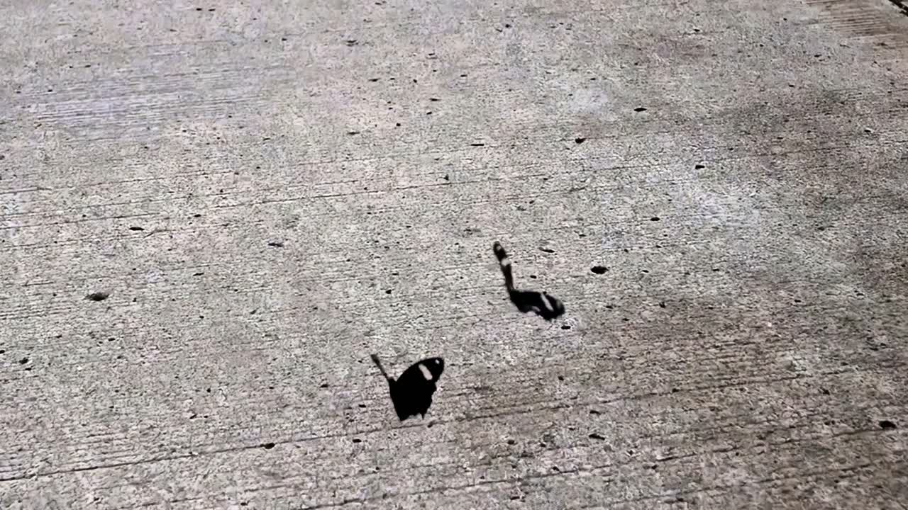 검은 호랑나비 두 마리가 거리에서 서로 싸우며 재빨리 날아가는 1/4 속도 비디오