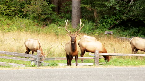 group of deer grassing next to the road in california