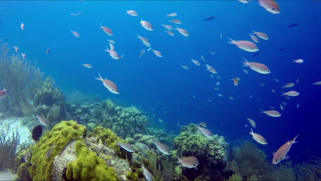 a flock of fishes at reef swimming around during the diving tour