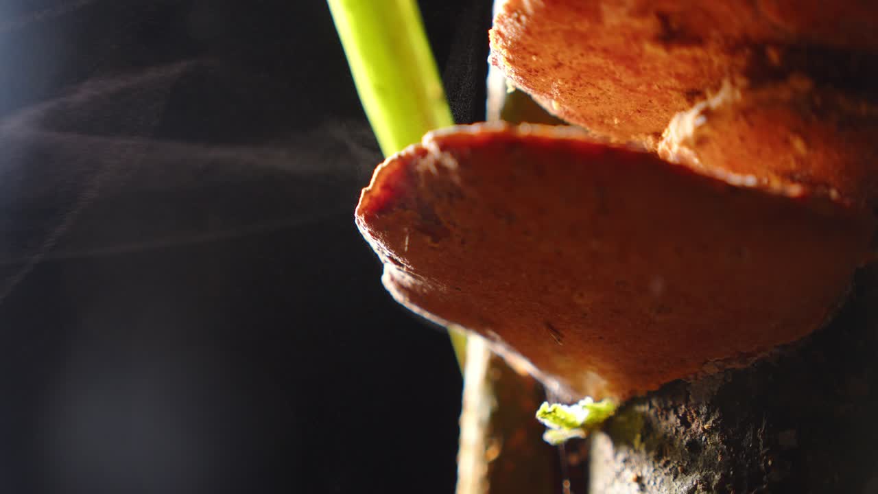 A plume of spores drifts from bracket fungus, glowing in the humid air of the nighttime jungle.