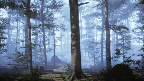 early morning at forest hiding in the fog