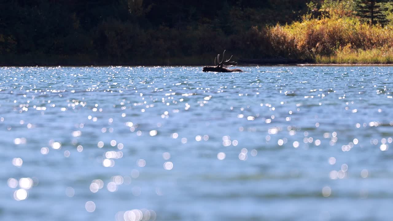 빙하 국립 공원, 몬태나에 있는 붉은 바위 호수를 가로질러 헤엄치는 큰 황소 무스