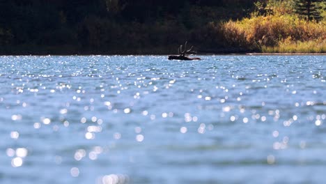 Large-bull-moose-swimming-across-red-rock-lake-in-Glacier-National-Park,-Montana