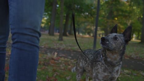 un hombre negro se sienta al lado de un árbol en un parque con su perro manchado