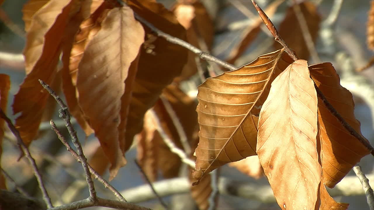 Dried winter beech leaves quiver in wind with shimmering sunlight on them
