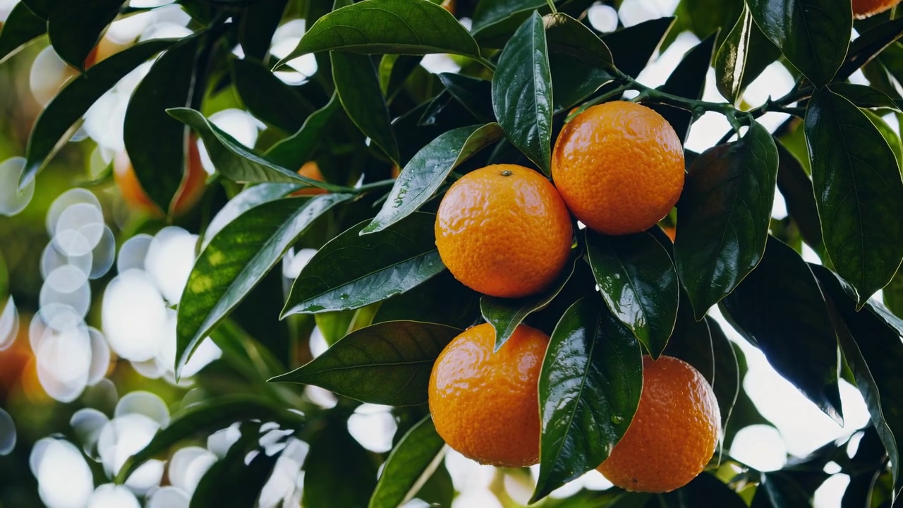 Mandarini Matura Appesi a un Ramo d'Albero