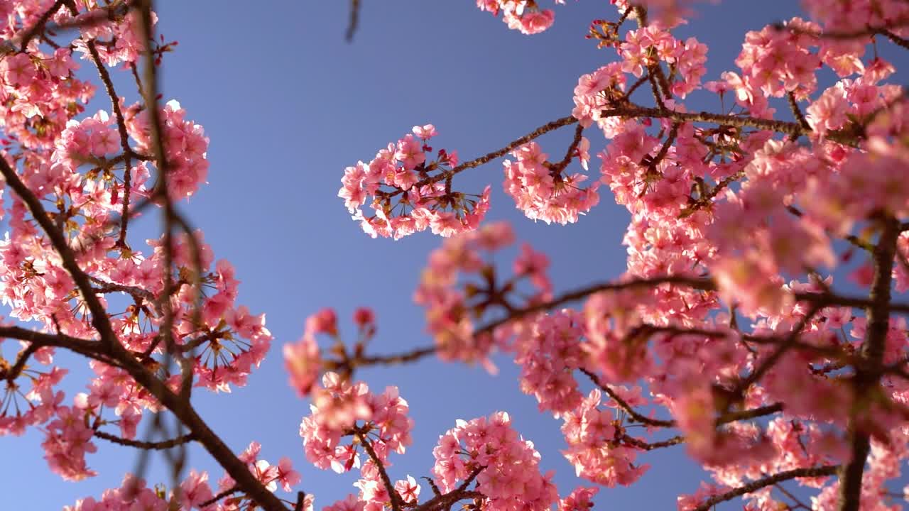 flores de cerezo de sakura increíblemente rosas contra el cielo azul ondeando lentamente en el viento