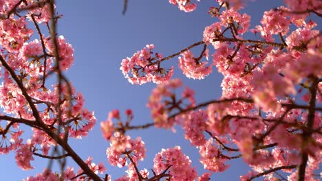 incredibly pink sakura cherry blossoms against blue sky slowly waving in wind