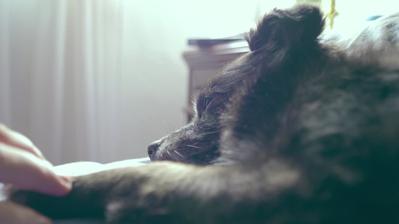 소녀의 손은 침대에서 잠이 들기 직전인 강아지의 발을 애무합니다