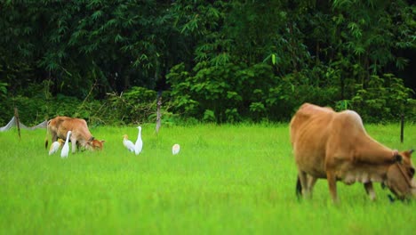 cows grazing at grass field alongside cattle egret in asia, bangladesh