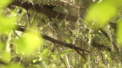 Ein-Brauner-Vogel-Entspannt-Sich-Auf-Einem-Baum,-Der-Vor-Gefahren-Geschützt-Ist