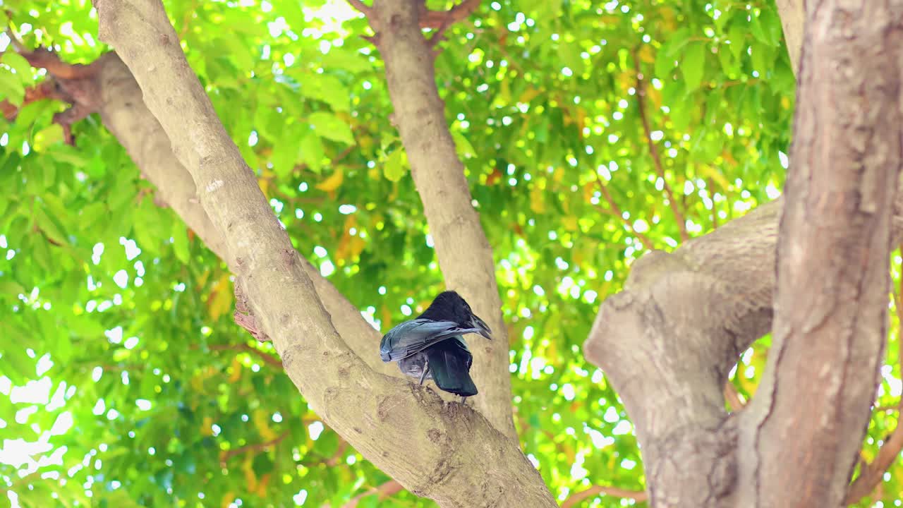 A crow sits on a tree branch in bright daylight, surrounded by lush green leaves