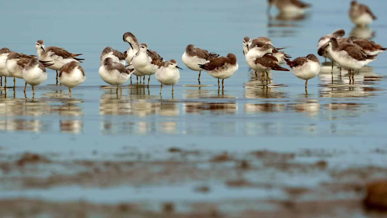 Un gruppo di falaropi di Wilson sulla riva di un lago, Parco Nazionale di Ansenuza, Argentina